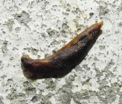 Arionoidei