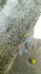 Eurypepla brevilineata