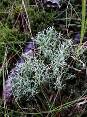 Cladonia furcata