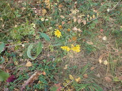 Crepis sibirica