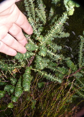 Cliffortia reniformis