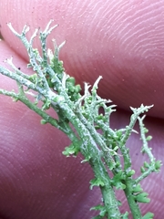 Cladonia furcata