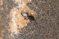 Oxycarenus lavaterae