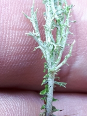 Cladonia furcata