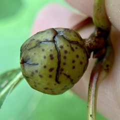 Amphibolips cookii