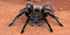 Acanthoscurria paulensis
