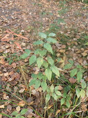 Vicia venosa baicalensis