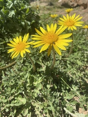 Arctotheca prostrata