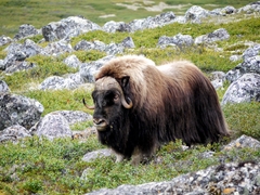 Ovibos moschatus