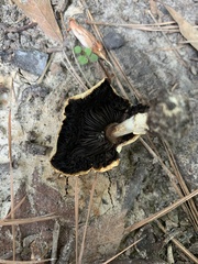 Leratiomyces percevalii