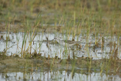 Tringa stagnatilis