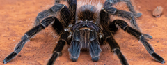 Acanthoscurria paulensis