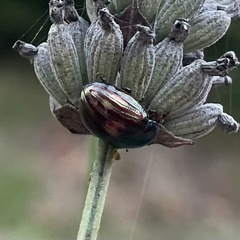 Chrysolina americana