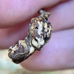 Neuroterus quercusbatatus