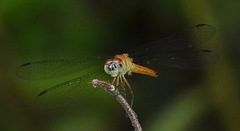 Orchithemis pulcherrima