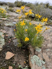 Euryops speciosissimus