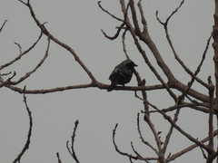 Nigrita canicapillus