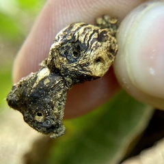 Neuroterus quercusbatatus