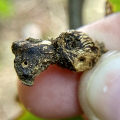 Neuroterus quercusbatatus