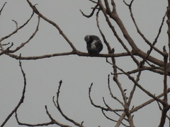 Nigrita canicapillus