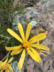 Euryops speciosissimus