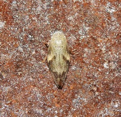 Aphrophora
