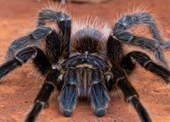 Acanthoscurria paulensis