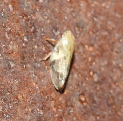 Aphrophora