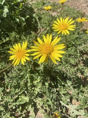 Arctotheca prostrata