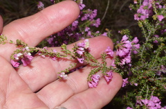 Erica melanthera