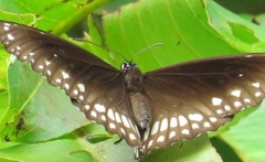 Euploea
