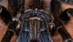 Acanthoscurria paulensis