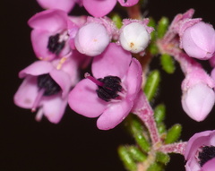 Erica melanthera