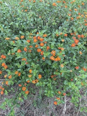 Lantana urticoides