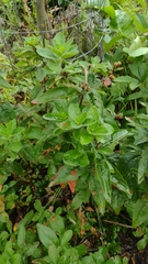 Oenothera pilosella