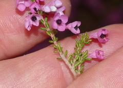 Erica melanthera