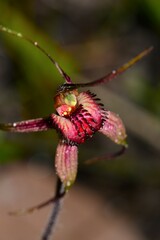 Caladenia × variabilis