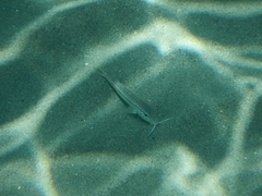 Mullus barbatus