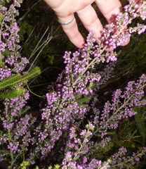 Erica grata