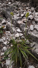 Tofieldia calyculata