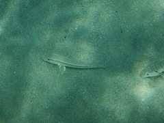Mullus barbatus