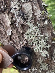 Evernia
