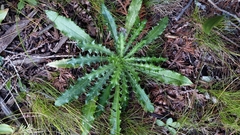 Carlina vulgaris