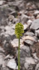 Tofieldia calyculata