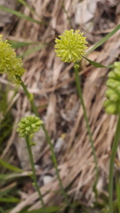 Tofieldia calyculata