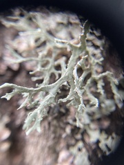 Evernia