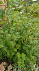 Physocarpus opulifolius