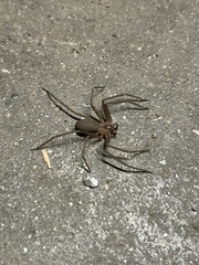 Loxosceles reclusa