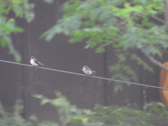 Hirundo aethiopica