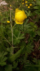 Trollius europaeus